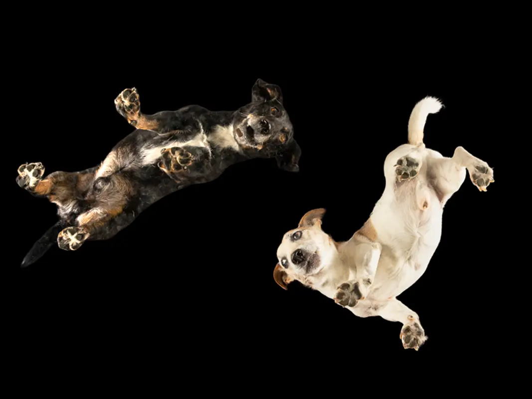 Glass Plate Photography