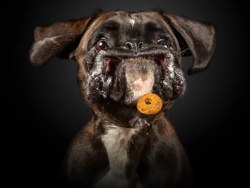 Foto Treat Tracer alias Cani che catturano bocconcini