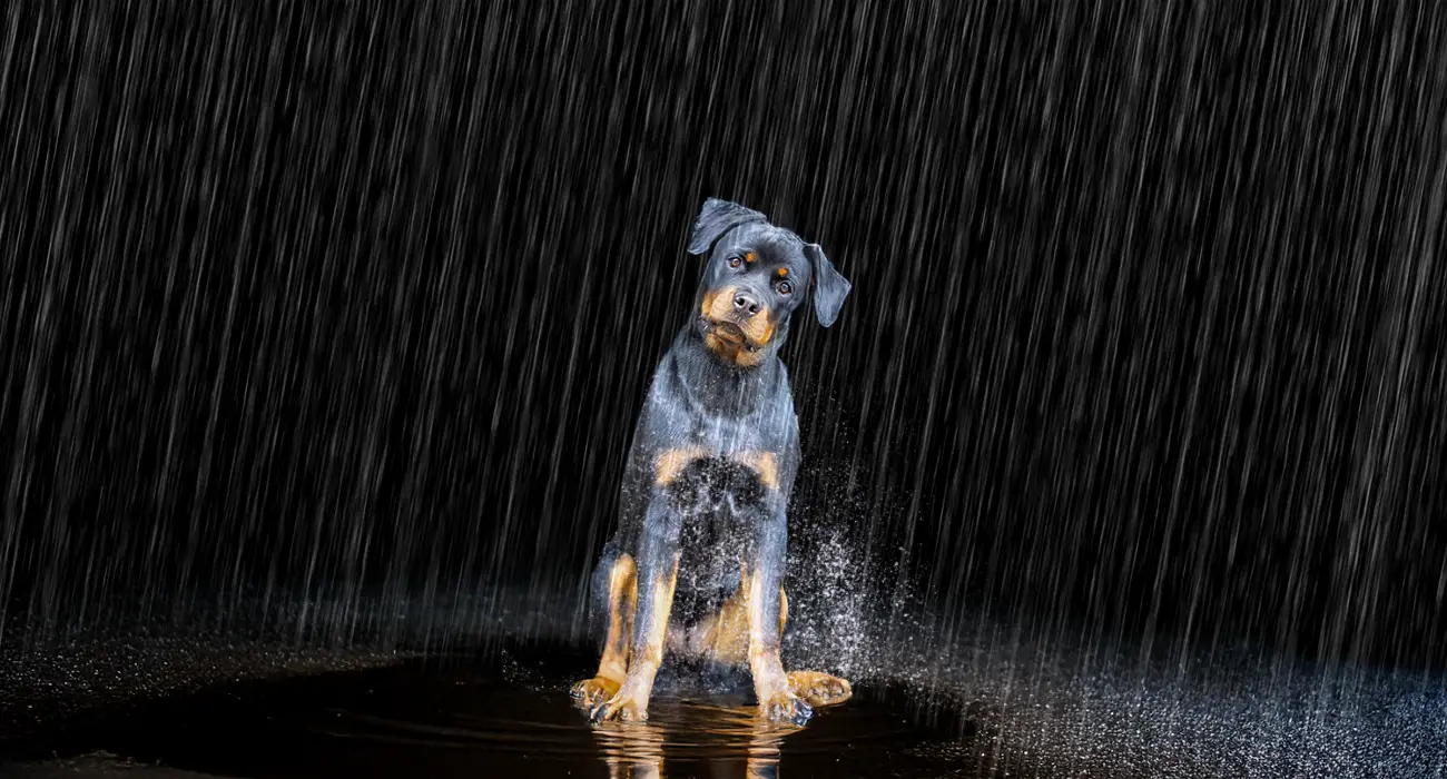 Portrait & Action Splash Thunder Edition