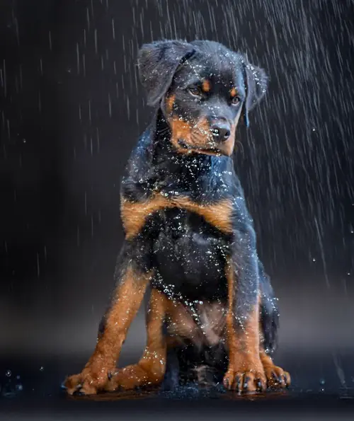 Regen_500x595